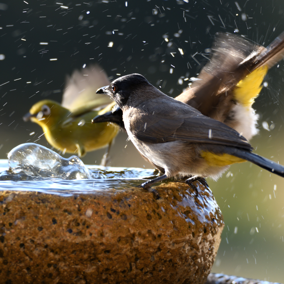 Birds washing and drinking at a bird bath