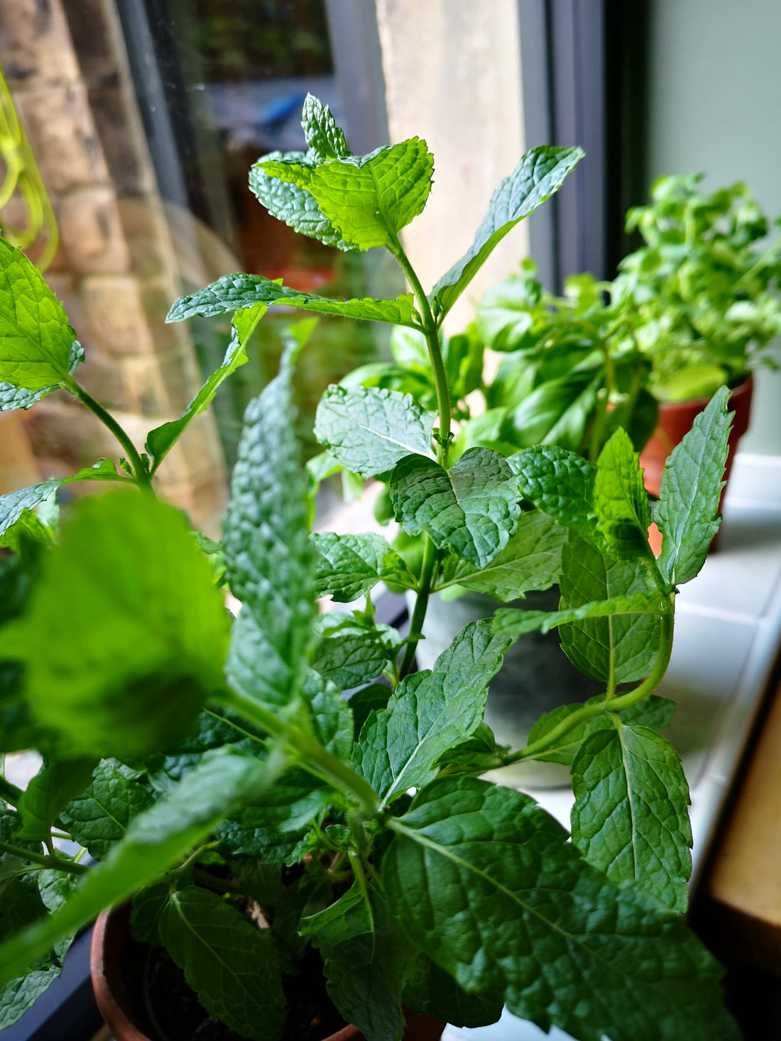 Grow Your Own - VegTrug Planter