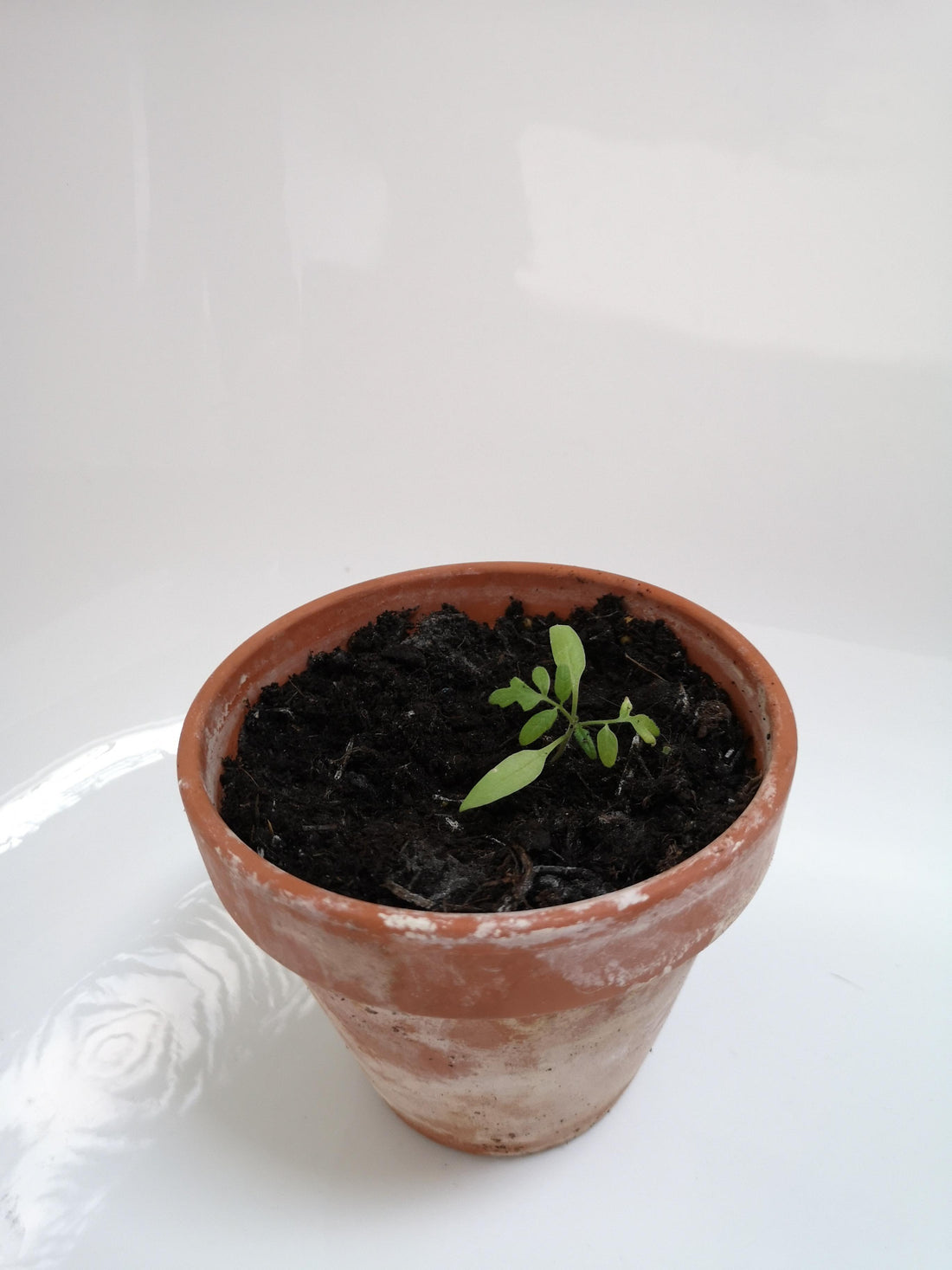 Grow Your Own | Tomato Plant | Gardening