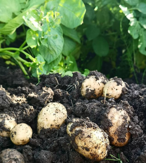 Growing Potatoes | Chtting | January Garden Tips