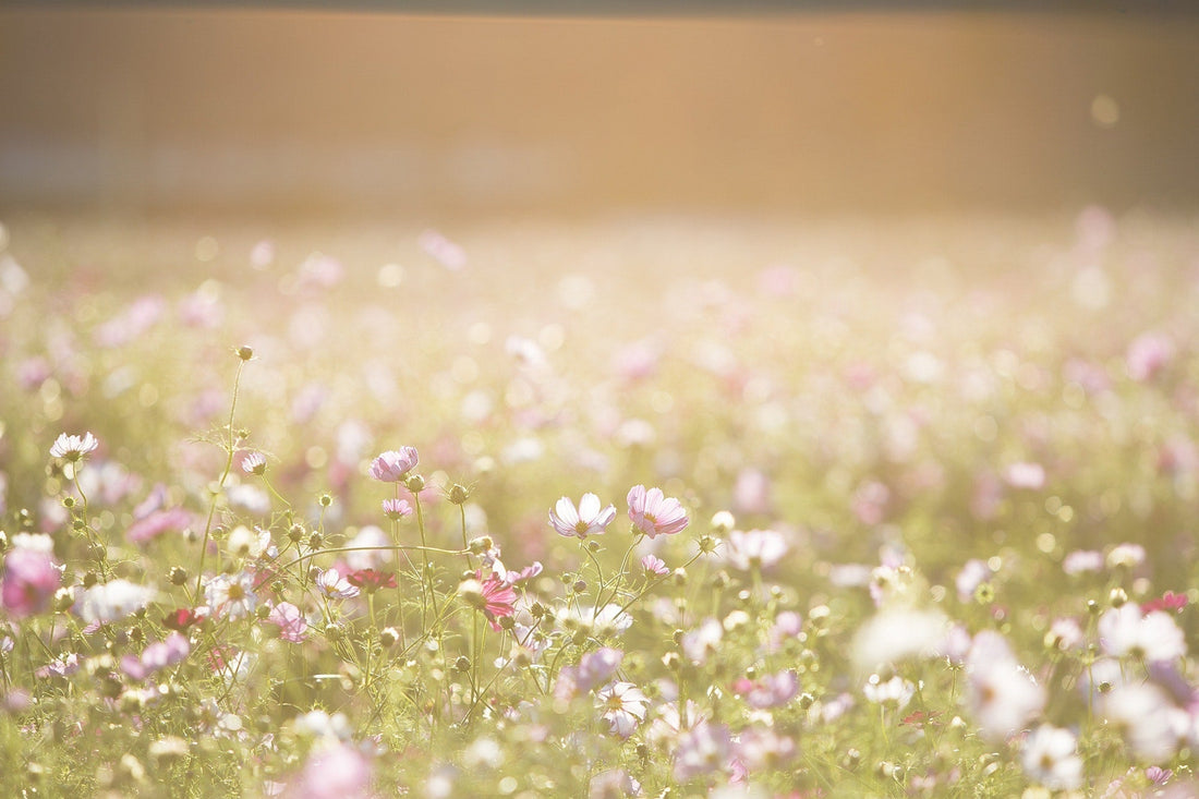 Natural Gardening Products from Norfolk Natural Living