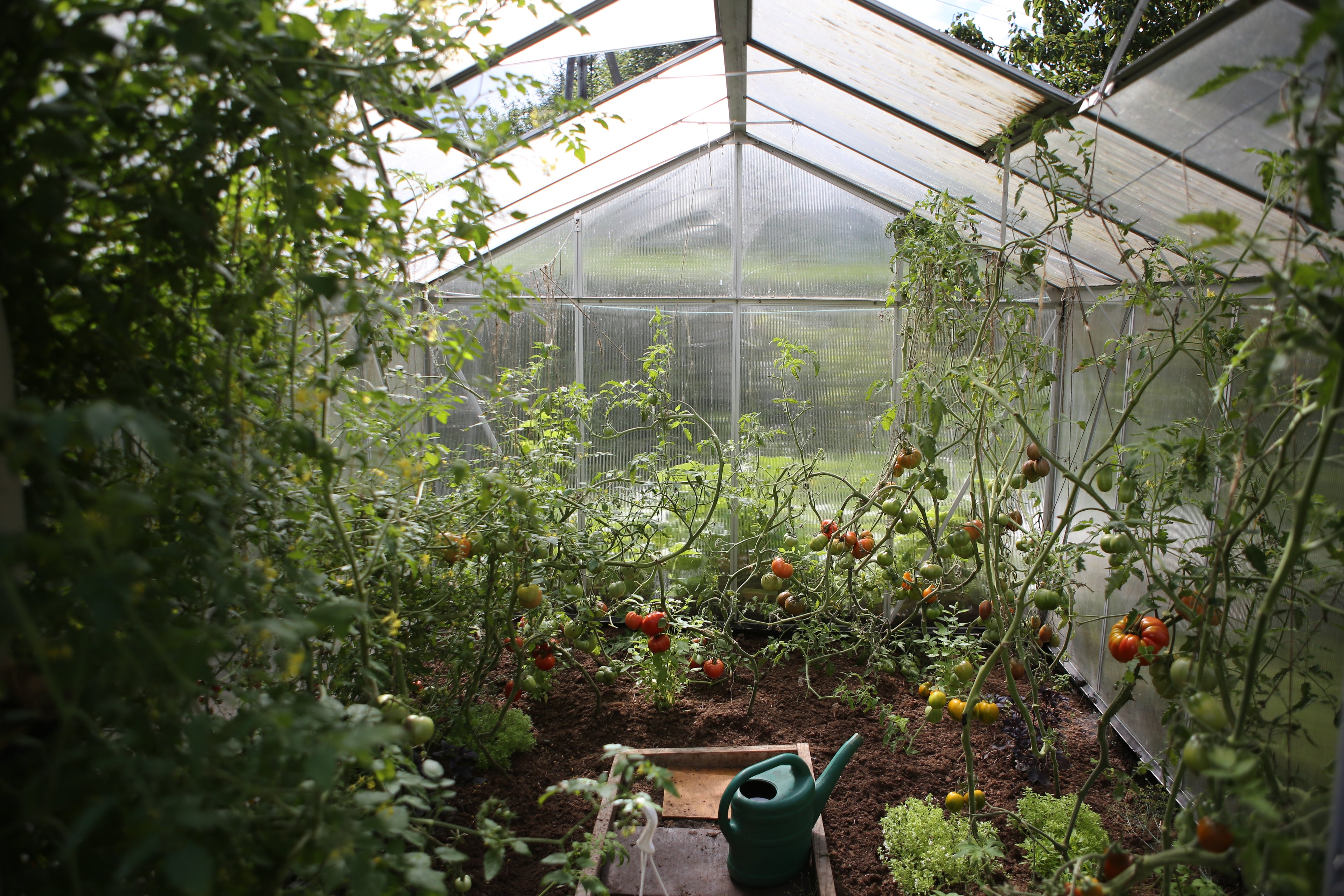National Allotment Week 