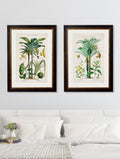 Collection of Tropical Plants Used as Food and Clothing c.1877 Framed Prints (7702933242049)