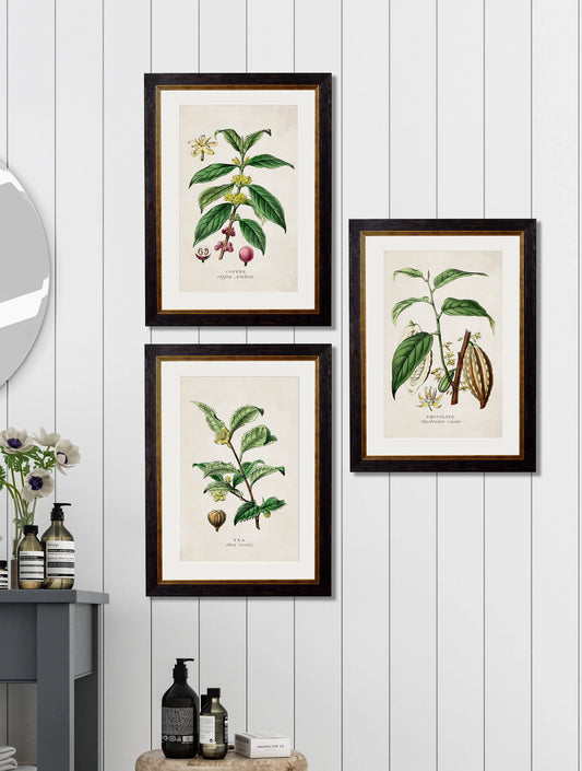 Tea Coffee and chocolate plants c.1877 Framed Prints (7702919807169)