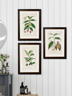 Tea Coffee and chocolate plants c.1877 Framed Prints (7702919807169)