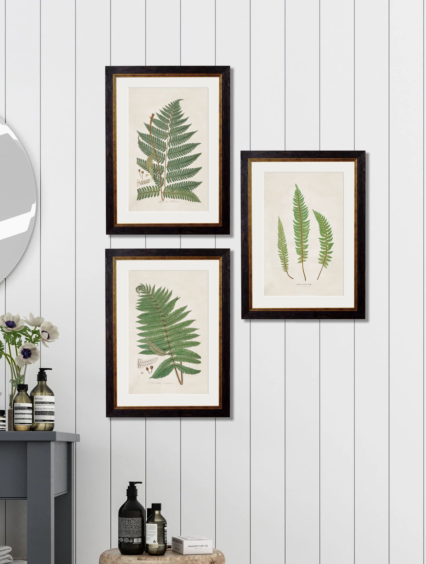 Collection of Ferns c.1831 Framed Prints