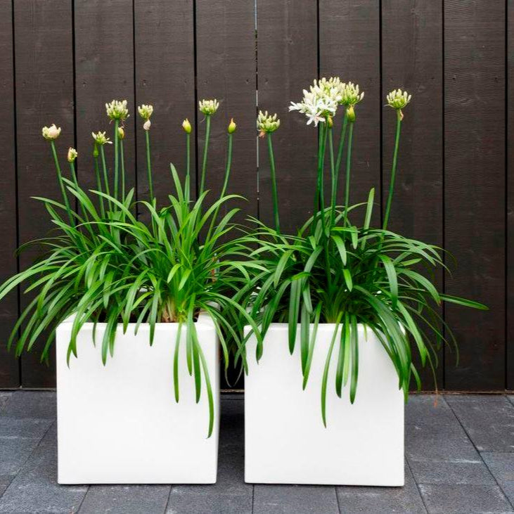 Nappa Powder Coated Steel Cube Box Planter (14997245395329)