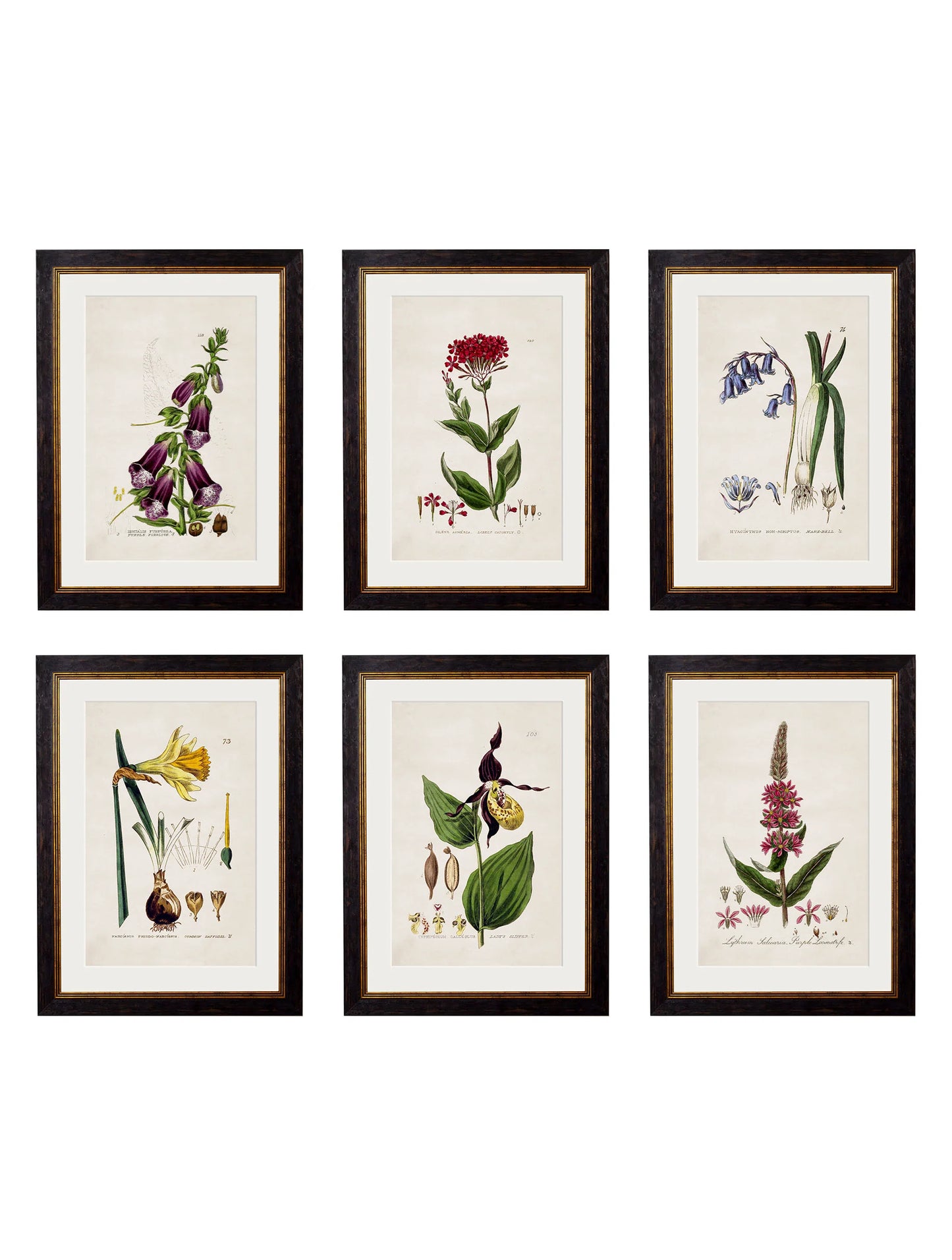 British Flowering Plants c.1837 Framed Prints