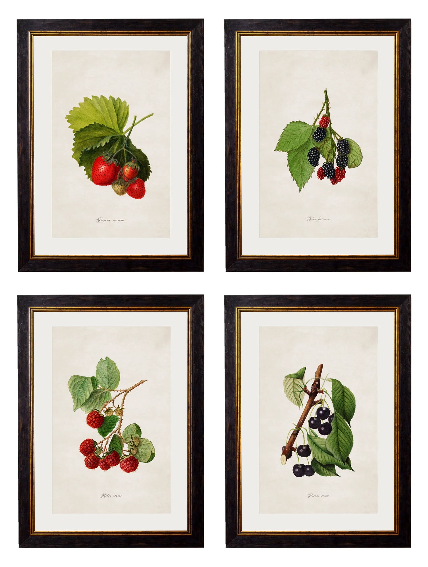 Collection of Berries & Cherries c.1886 Framed Prints