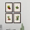 Collection of Berries & Cherries c.1886 Framed Prints (7702950084801)