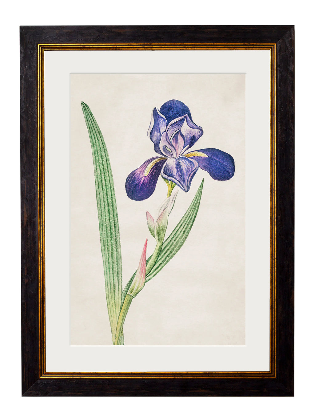 Flowering Plants c.1780 Framed Prints (7702910795969)