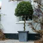Classic Galvanised Steel Planter (10177668219073)