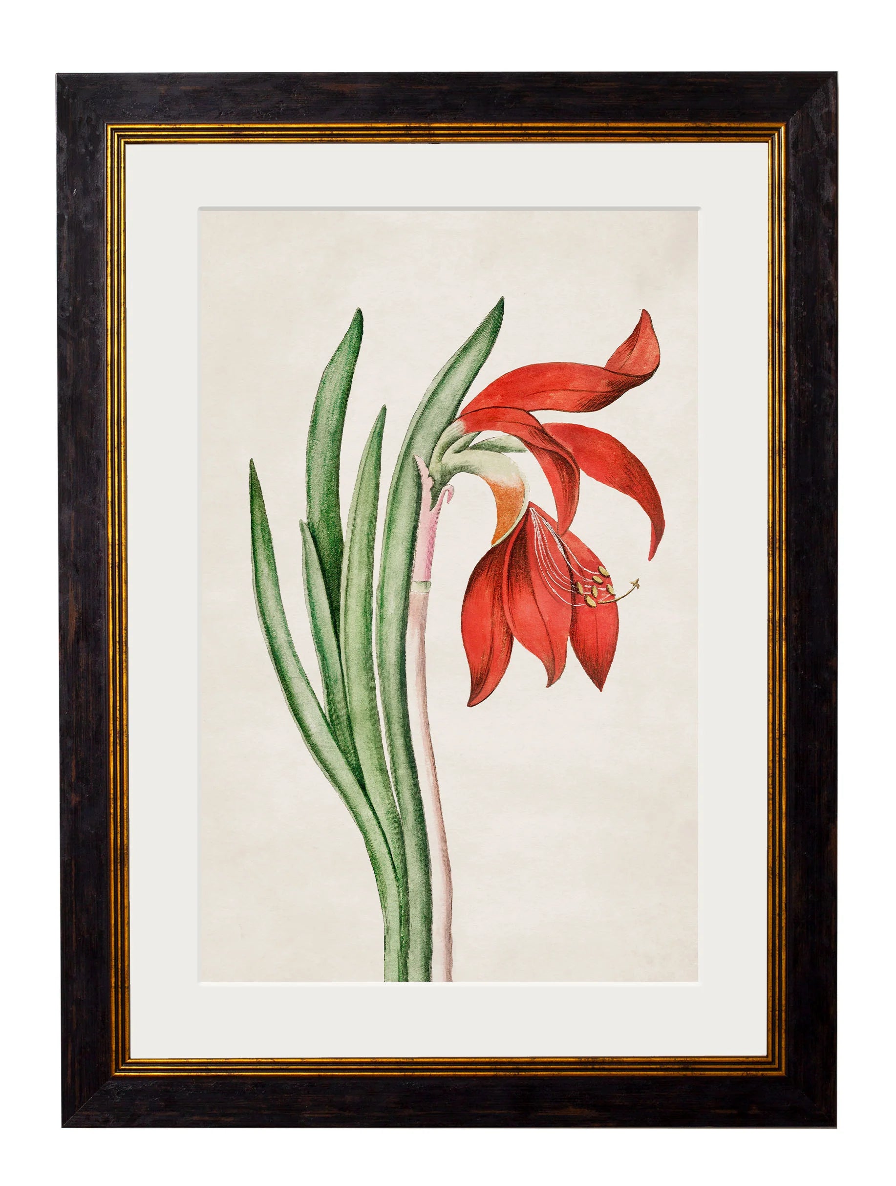 Flowering Plants c.1780 Framed Prints (7702910795969)