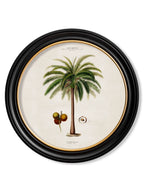 South American Palm Trees c.1843 Round Framed Prints (7702940713153)