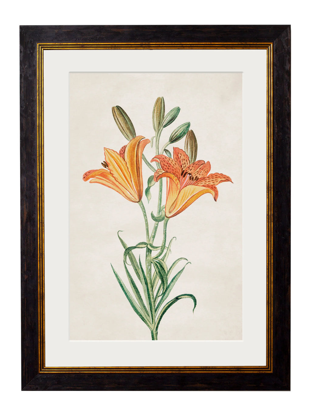 Flowering Plants c.1780 Framed Prints (7702910795969)