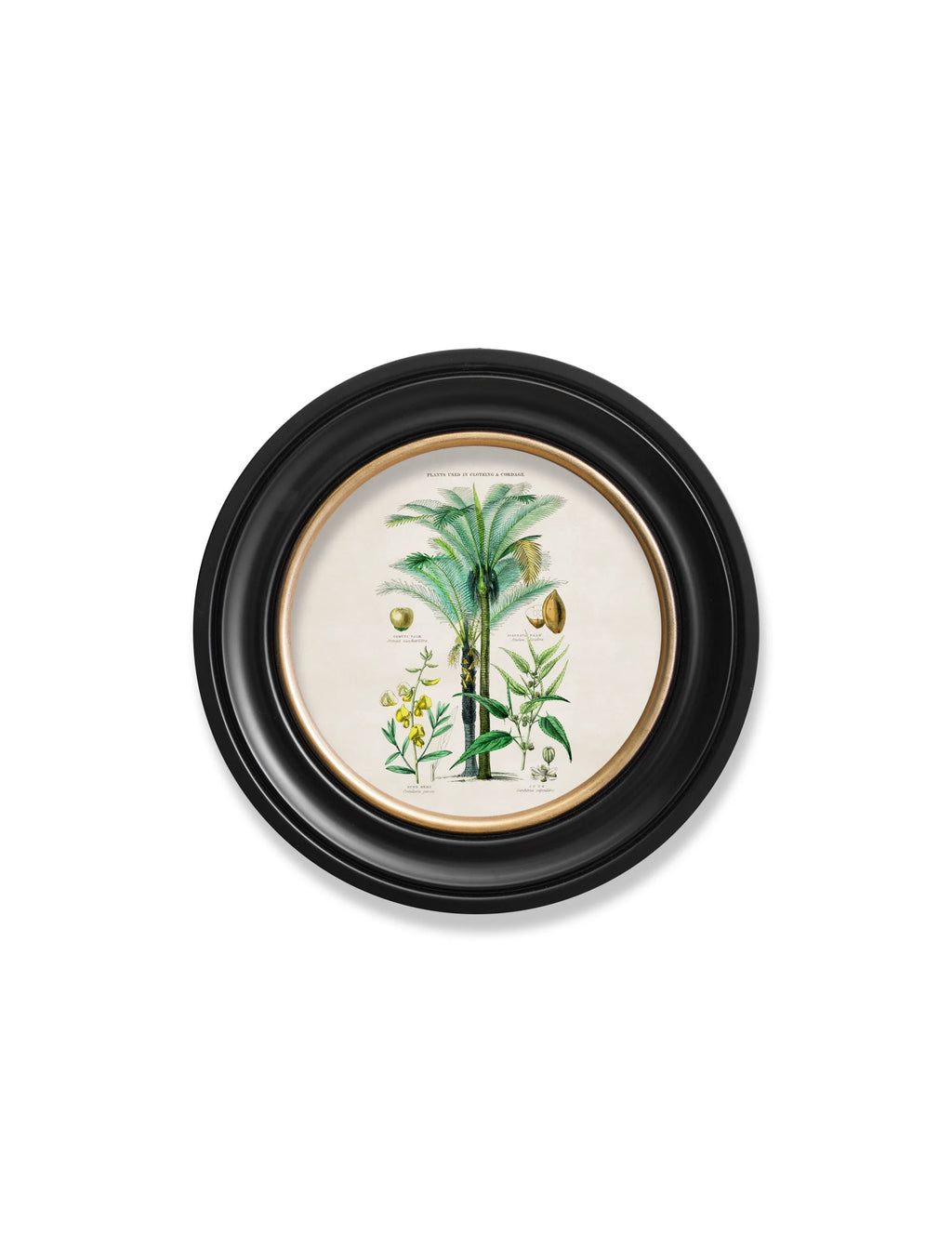 Tropical Plants Used as Food and Clothing c.1877 Round Framed Prints (7702937403585)