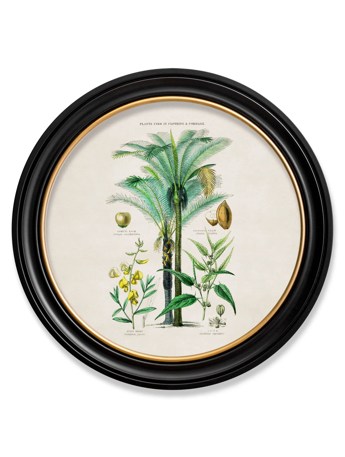 Tropical Plants Used as Food and Clothing c.1877 Round Framed Prints