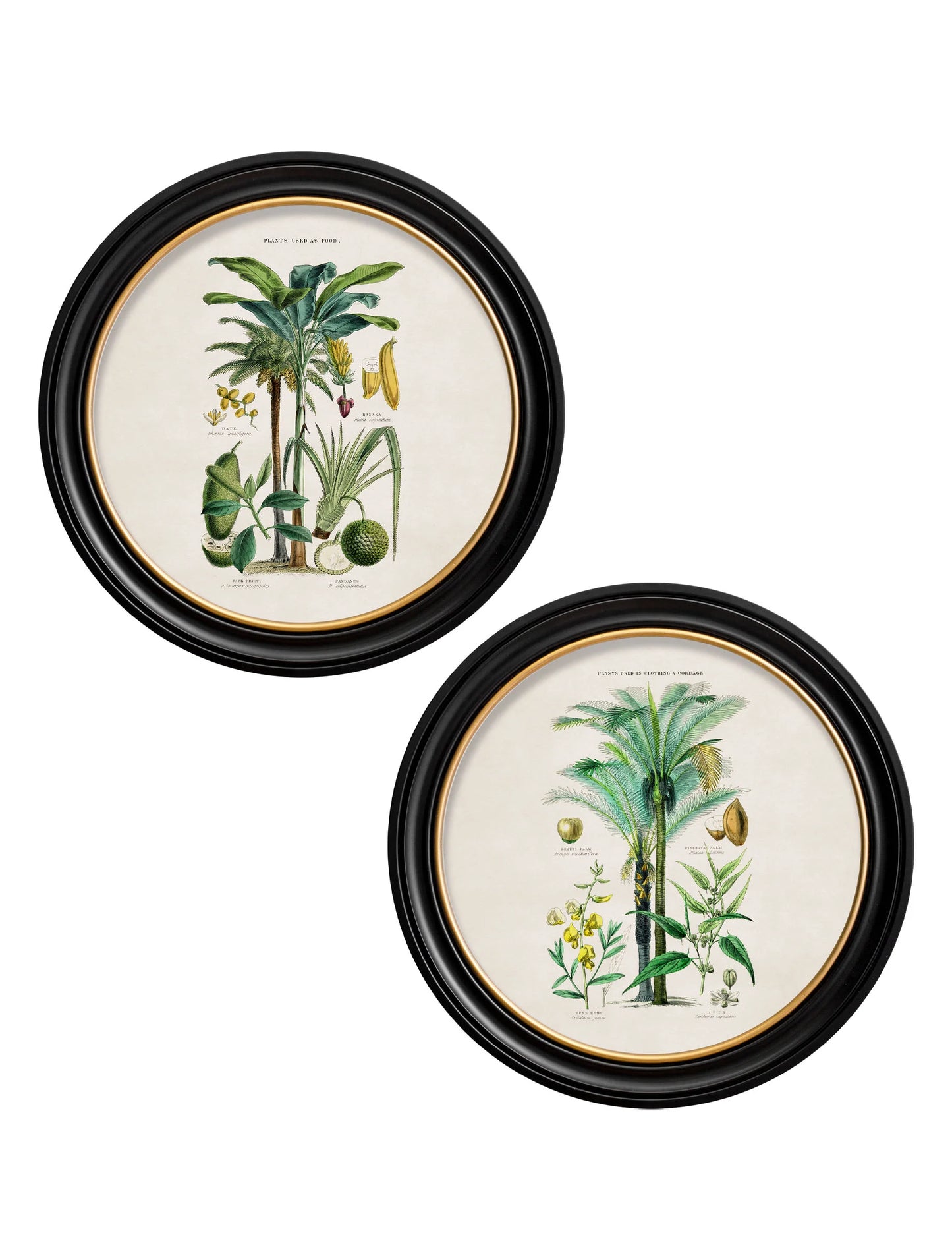 Tropical Plants Used as Food and Clothing c.1877 Round Framed Prints