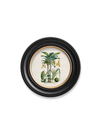 Tropical Plants Used as Food and Clothing c.1877 Round Framed Prints (7702937403585)