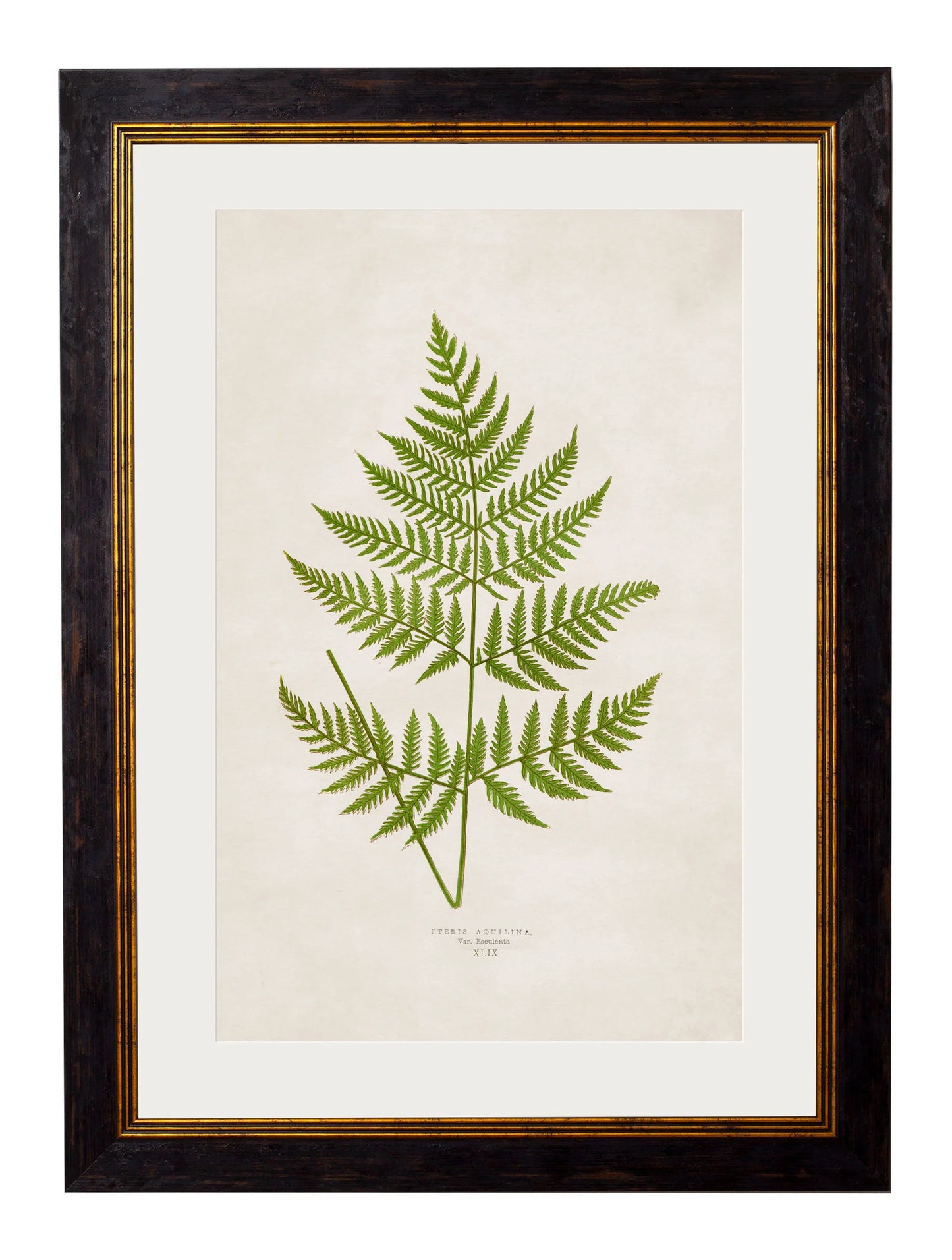 British Ferns c.1864 Framed Prints