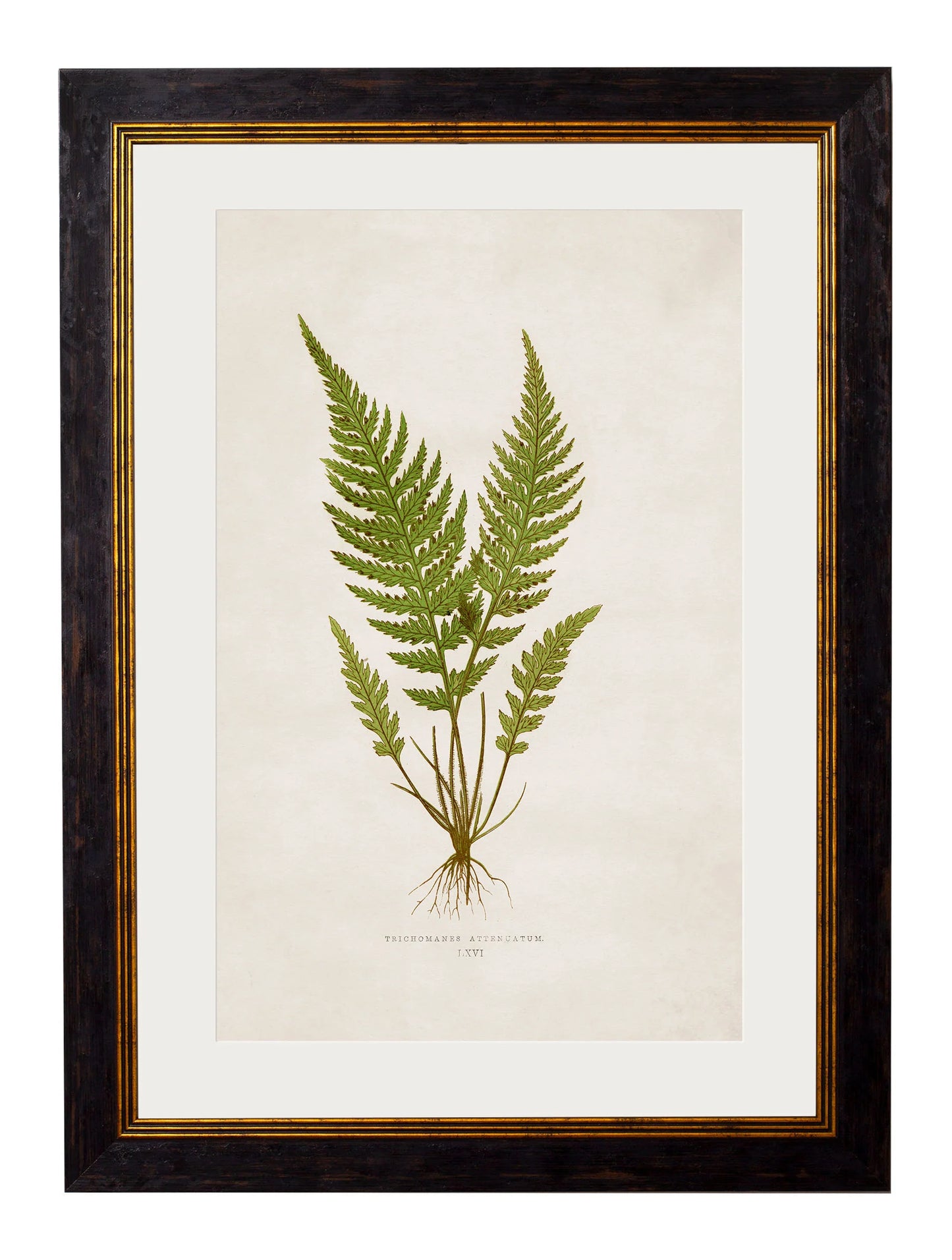 British Ferns c.1864 Framed Prints