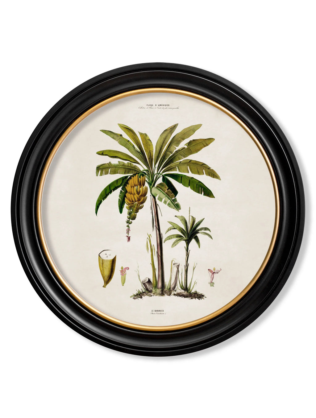 South American Palm Trees c.1843 Round Framed Prints (7702940713153)