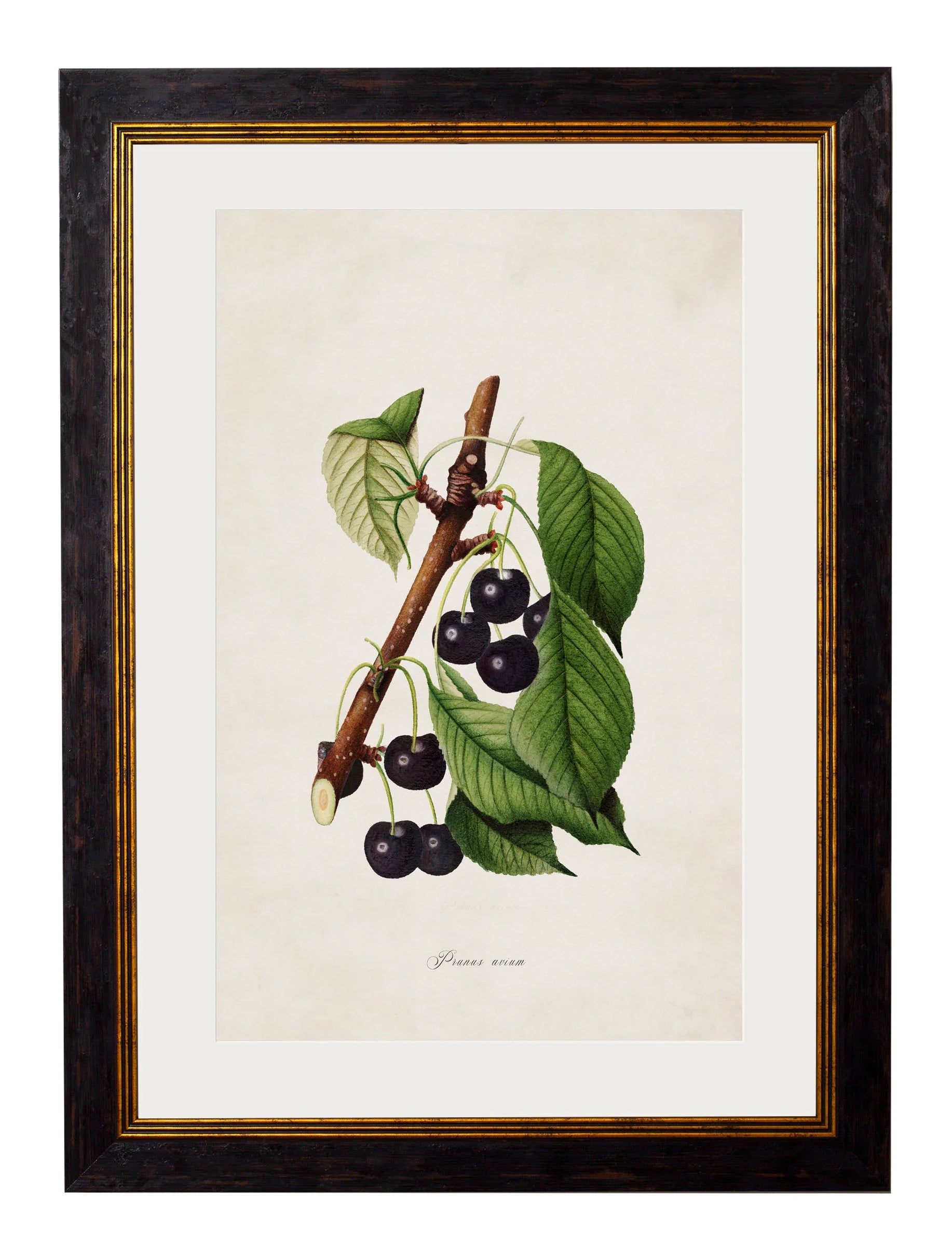 Collection of Berries & Cherries c.1886 Framed Prints