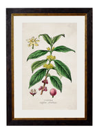 Tea Coffee and chocolate plants c.1877 Framed Prints (7702919807169)