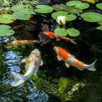 Adezz Corten Steel Circular Pond (10524541288641) (10524398190785)