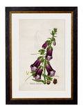 British Flowering Plants c.1837 Framed Prints (7702910337217)