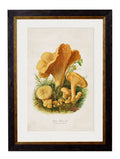 Edible Mushrooms c.1913 Framed Prints (7702923444417)