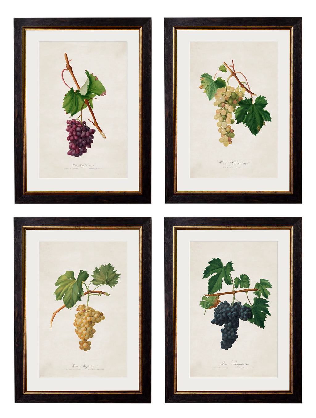 Botanical Grapes c.1817 Framed Prints (7702909714625)