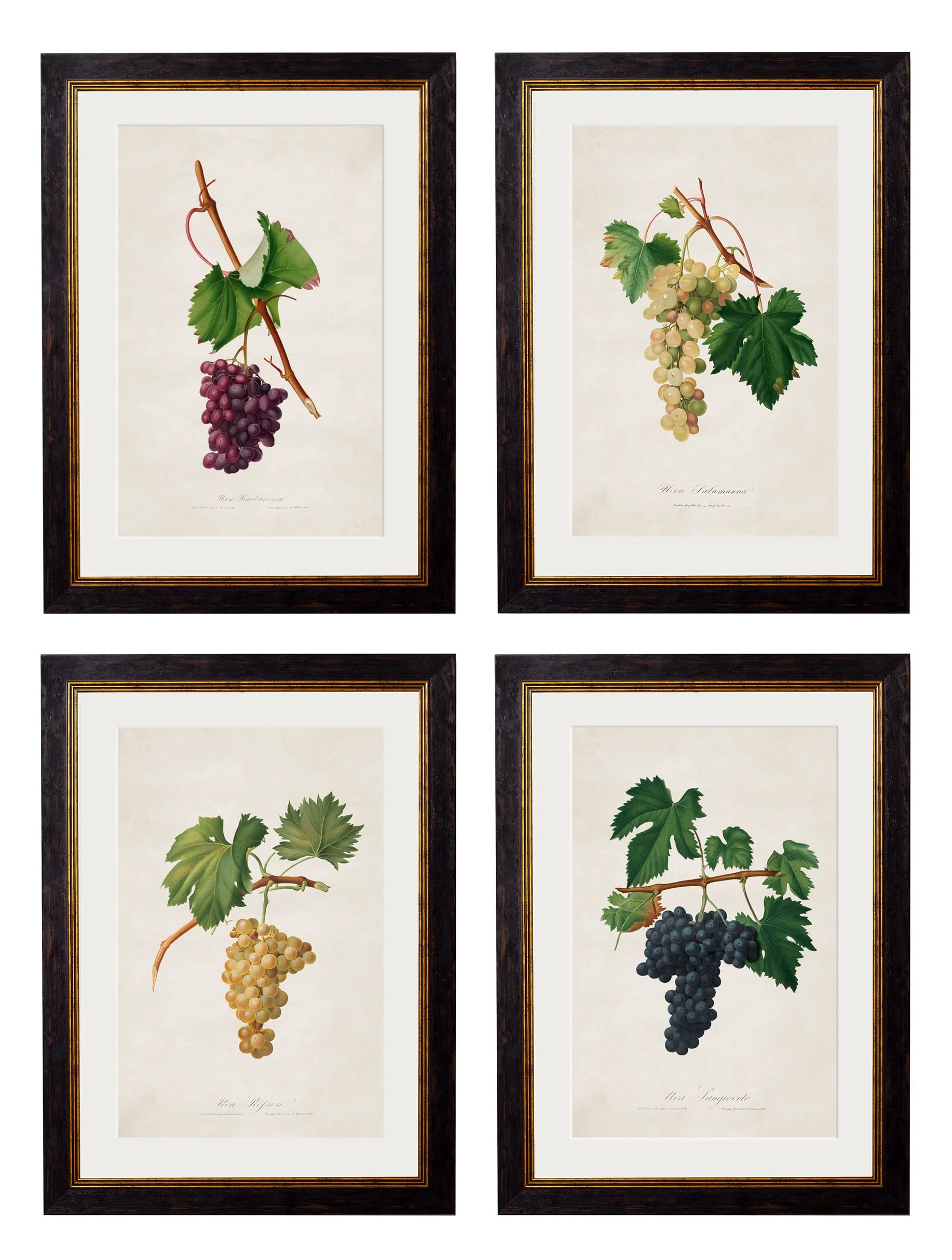 Botanical Grapes c.1817 Framed Prints (7702909714625)