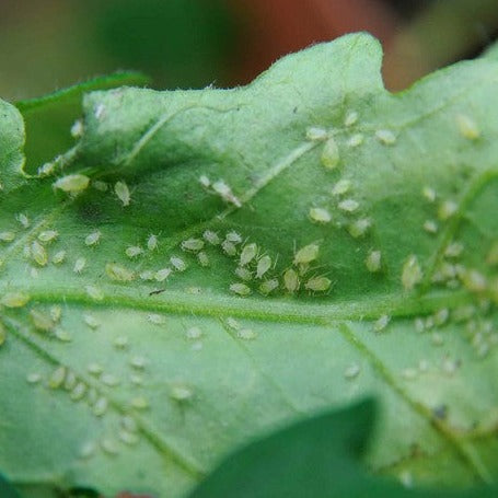 Natural Greenfly Repellent