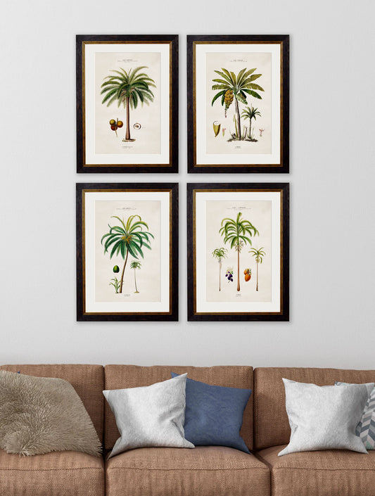 South American Palm Trees c.1843 Framed Prints