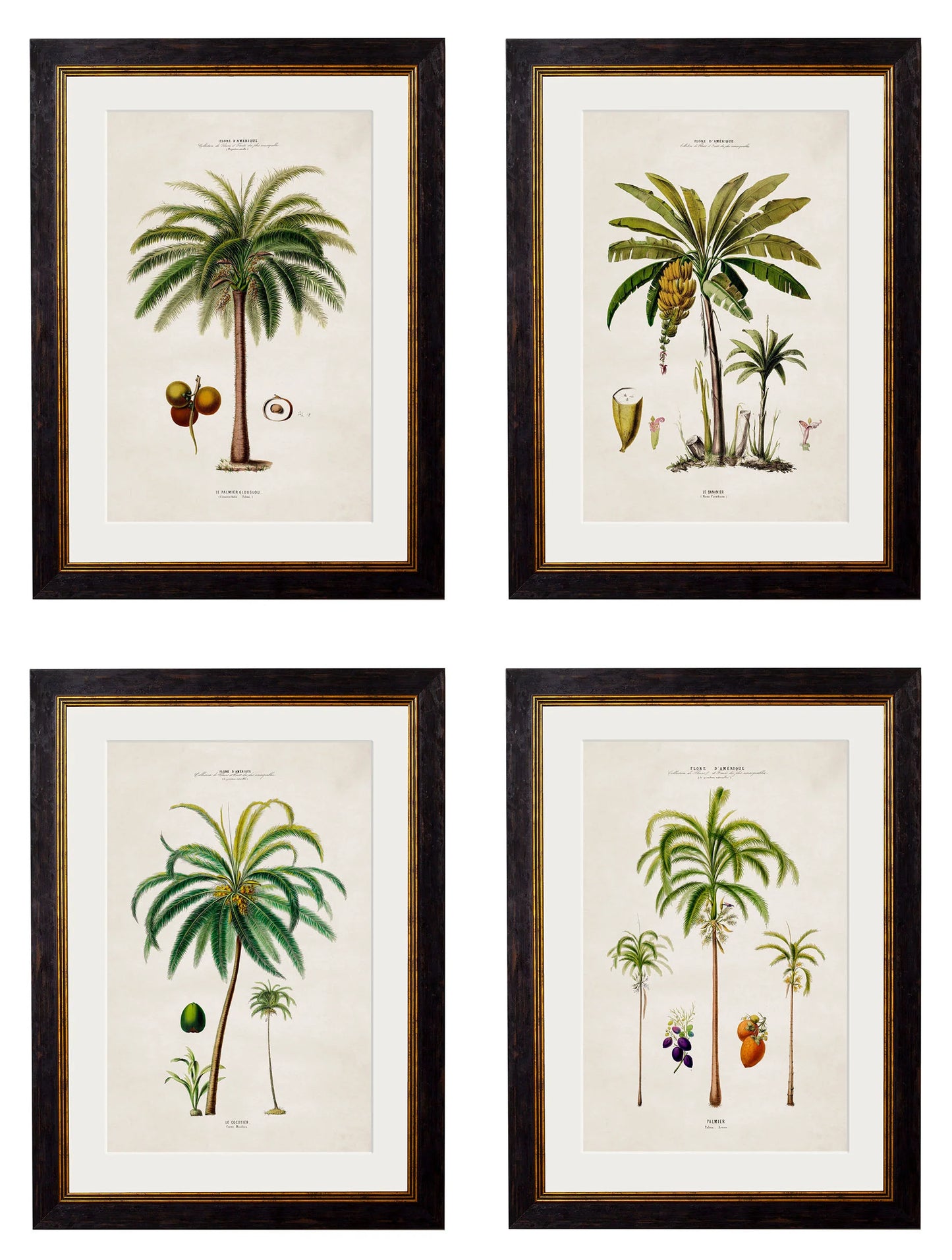 South American Palm Trees c.1843 Framed Prints