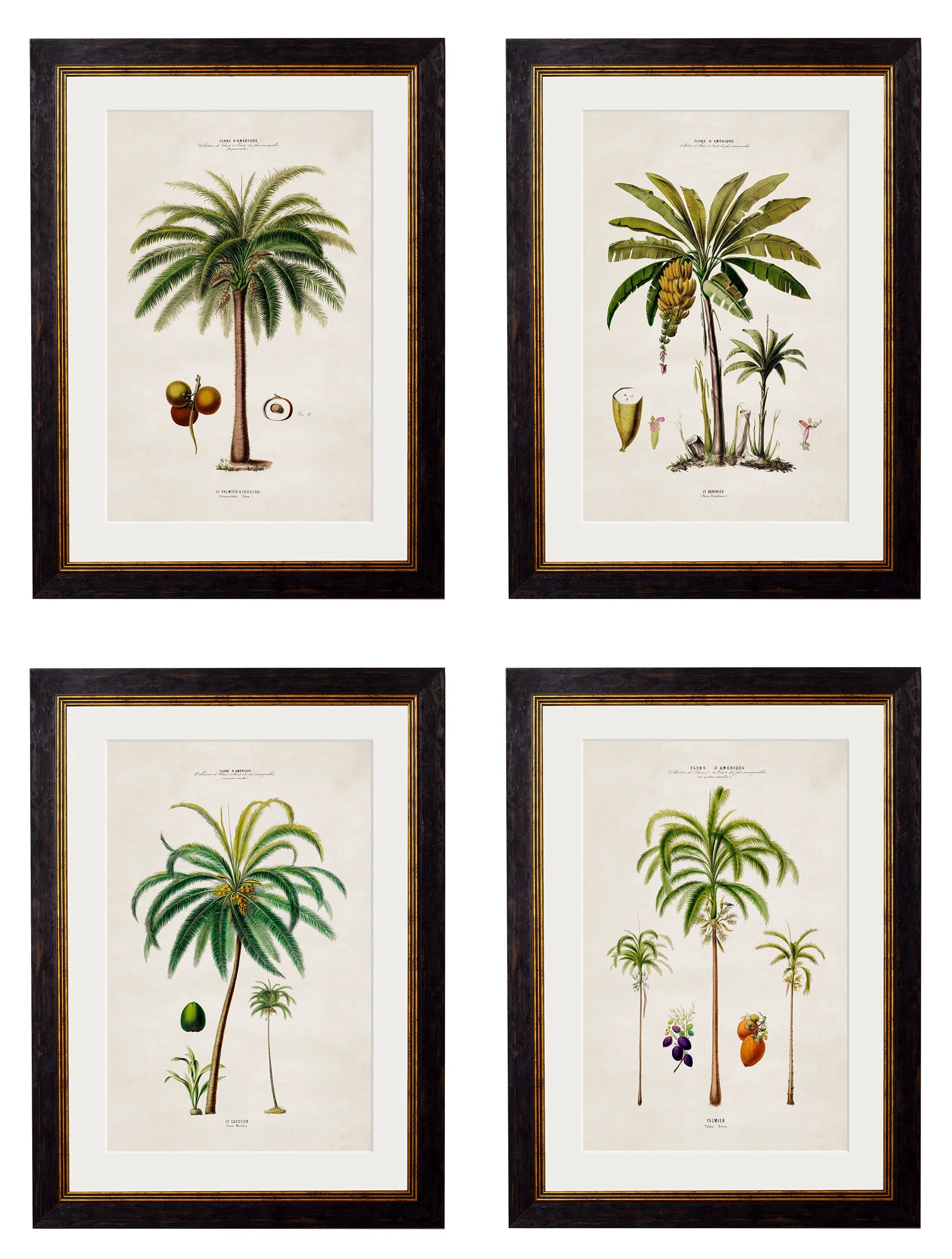 South American Palm Trees c.1843 Framed Prints (7702915350721)