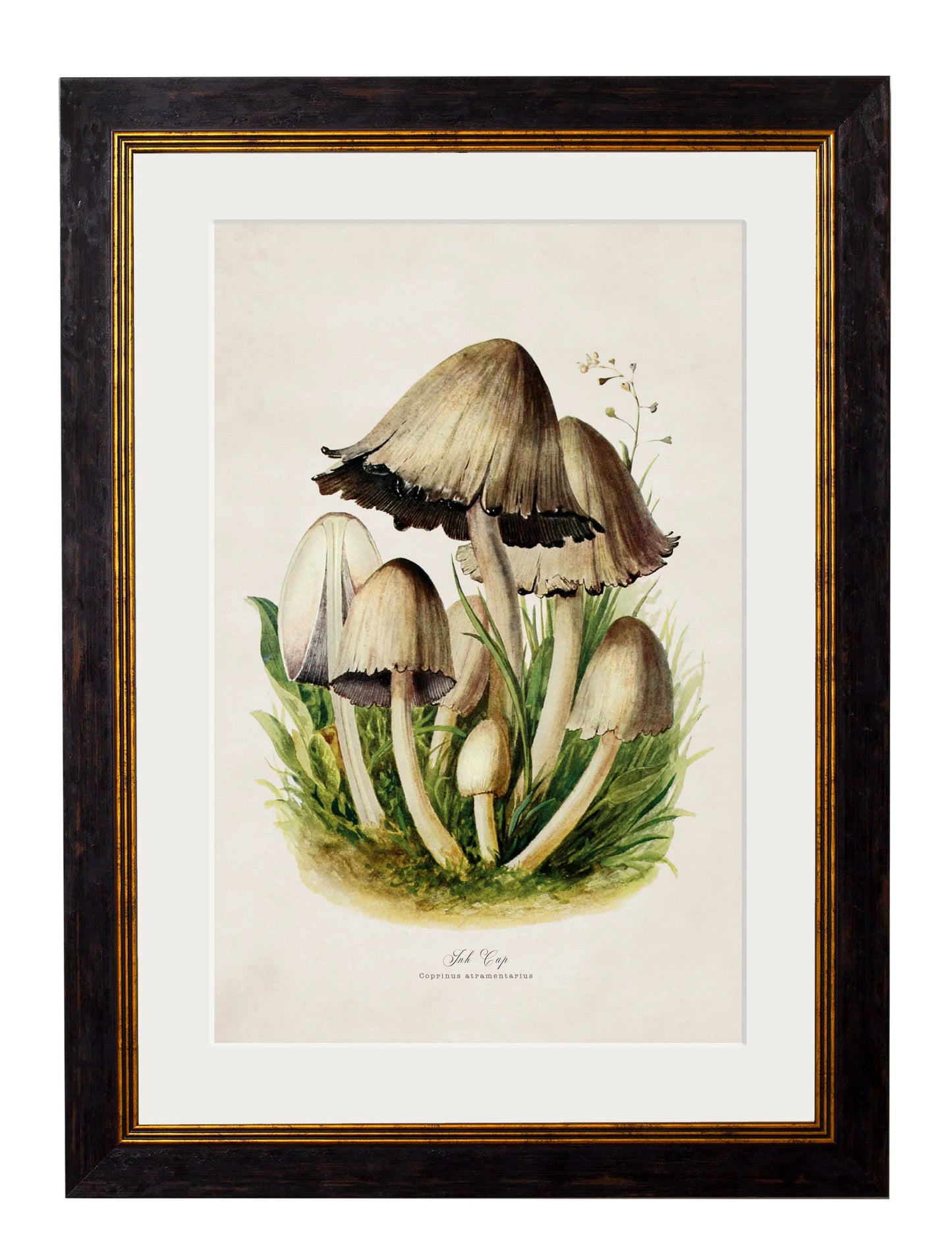 Edible Mushrooms c.1913 Framed Prints