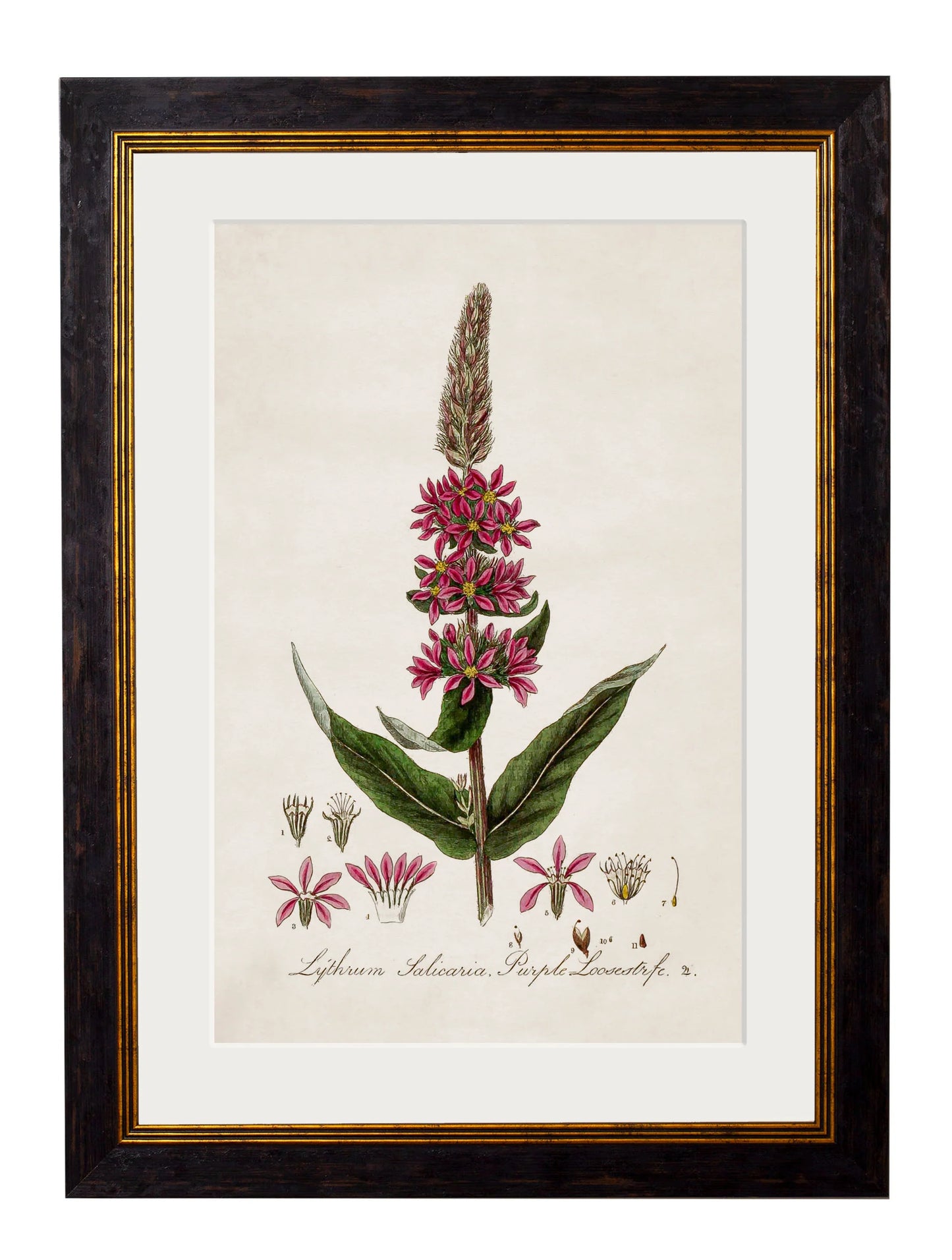 British Flowering Plants c.1837 Framed Prints
