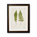 British Ferns c.1864 Framed Prints (7702908862657)