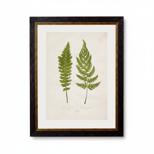 British Ferns c.1864 Framed Prints (7702908862657)