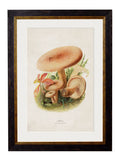 Edible Mushrooms c.1913 Framed Prints (7702923444417)