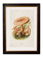 Edible Mushrooms c.1913 Framed Prints (7702923444417)