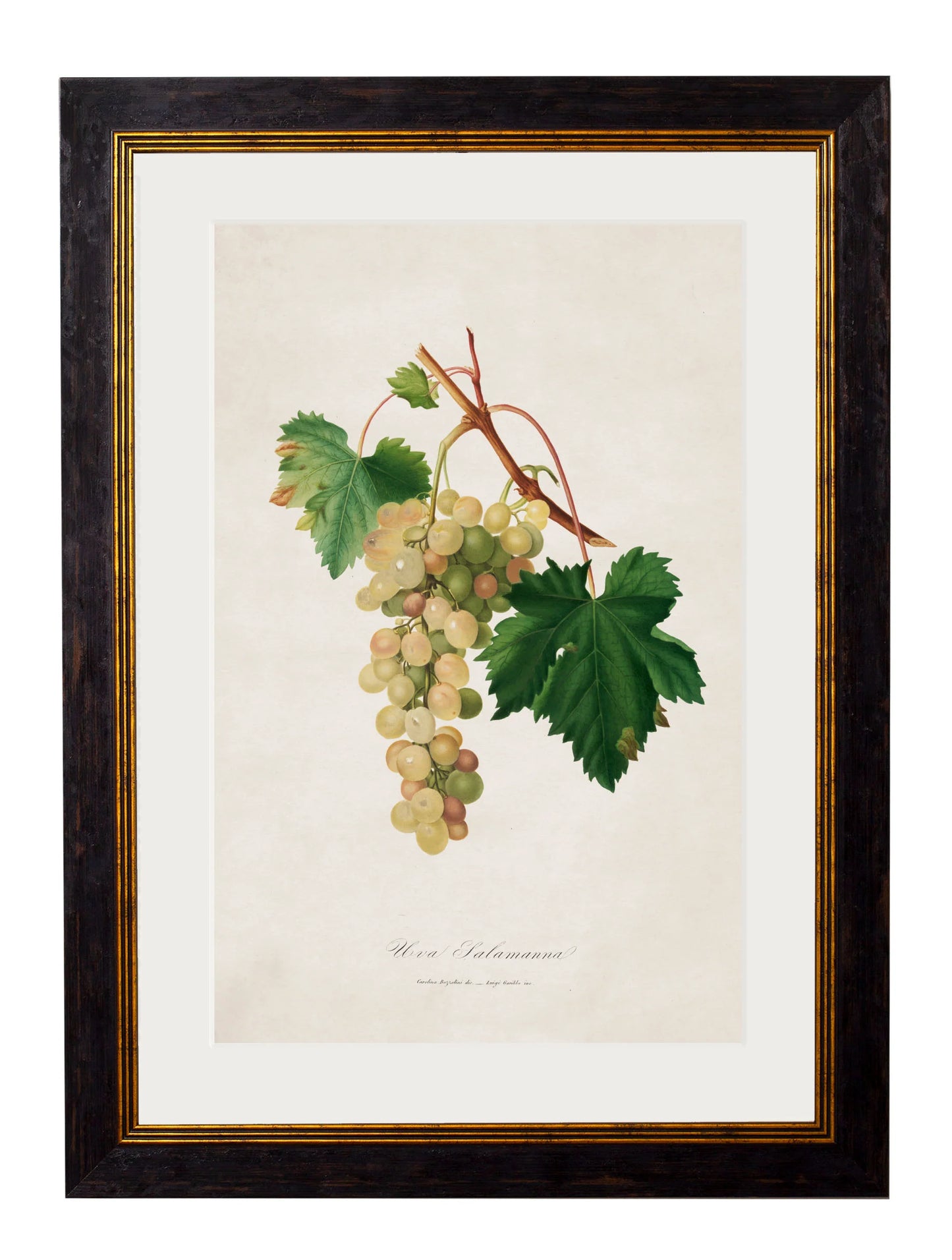Botanical Grapes c.1817 Framed Prints