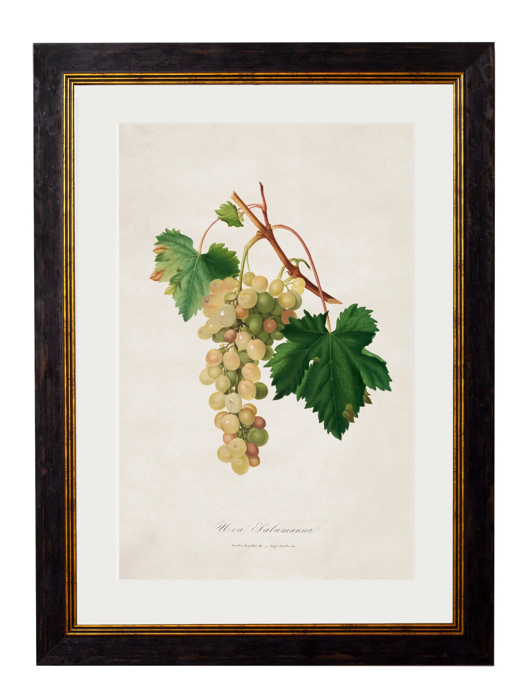 Botanical Grapes c.1817 Framed Prints (7702909714625)