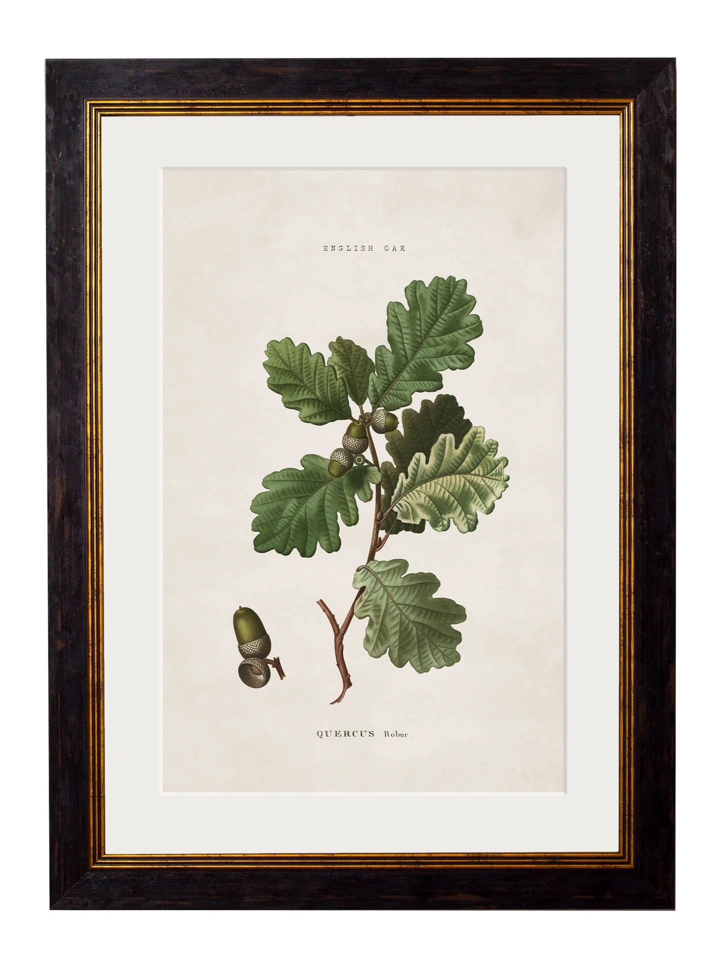 British Leaves and Pinecones c.1819 Framed Prints