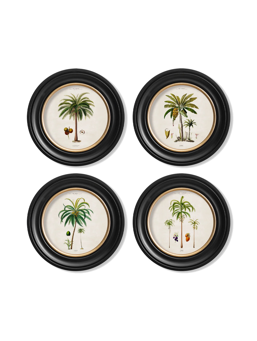 South American Palm Trees c.1843 Round Framed Prints (7702940713153)