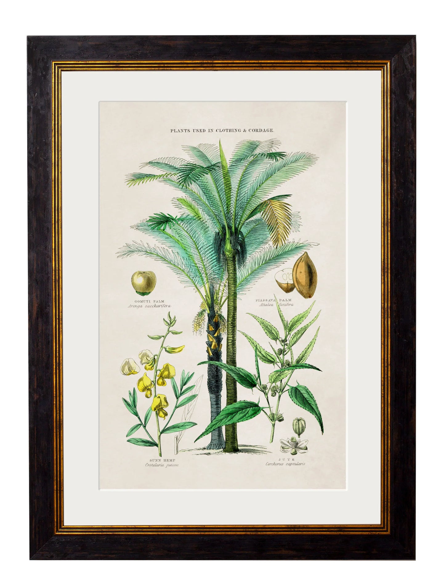 Collection of Tropical Plants Used as Food and Clothing c.1877 Framed Prints