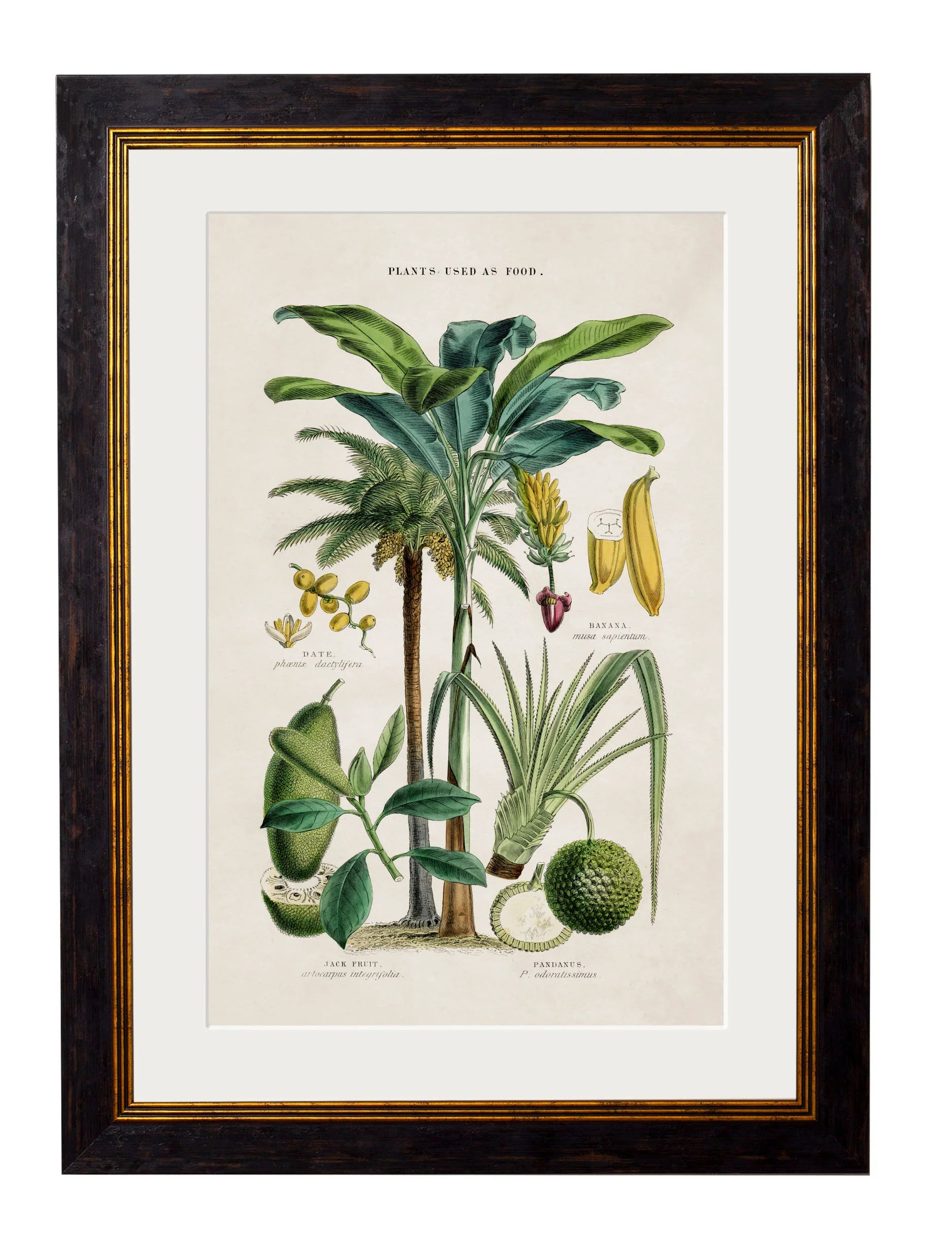 Collection of Tropical Plants Used as Food and Clothing c.1877 Framed Prints (7702933242049)