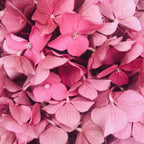 Natural Outdoor Flower Booster (7563616092353)